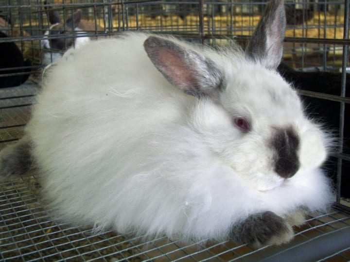The story of angora fibre